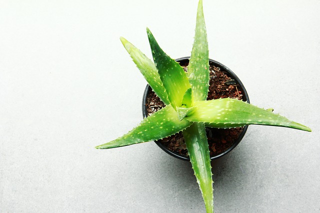 aloevera